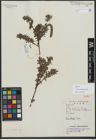 Foto von Salix variegata Franch.